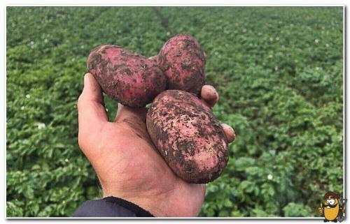 В чем заключается процесс мытья картошки перед хранением и как это должно быть выполнено. Картофель: подготовка к хранению