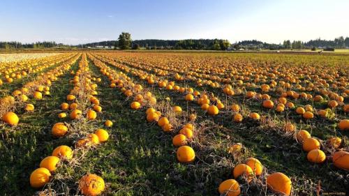 Влияет ли выбор места для выращивания тыквы на сроки уборки. Учитывайте сортовую специфику