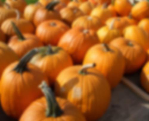 Когда убирать тыкву в 2024 году в Подмосковье. Когда убирать тыкву в Подмосковье и как хранить