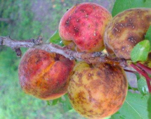 Как часто необходимо проводить обработку растений от паршей осенью. Персик и абрикос