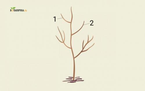 С каких веток нужно начинать обрезку кроны. Повторные обрезки юного дерева – формирование кроны яблони