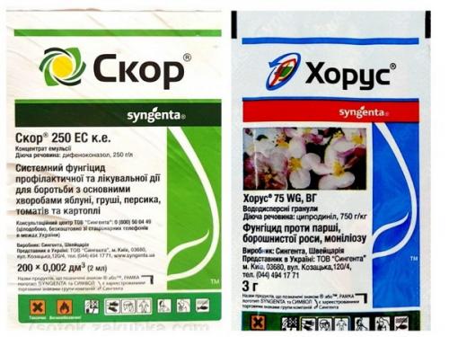 Можно ли использовать экологически безопасные методы борьбы с паршой осенью. Сроки обработки груши осенью