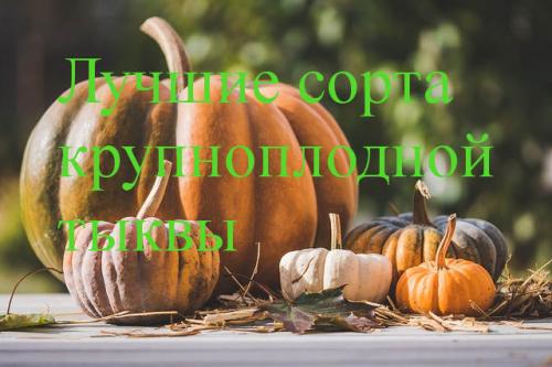 Какие сорта тыквы лучше всего подходят для выращивания в средней полосе России. Крупноплодная тыква