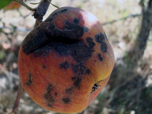 Обработка деревьев весной от парши. Парша на груше