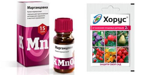 Средство от парши на яблоне. Парша на яблоне