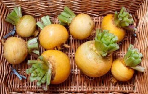 Все о репе листовой: полезные свойства и способы приготовления 17