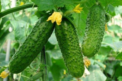 Какие сорта огурцов наиболее пригодны для выращивания в теплице. Лучшие сорта огурцов для теплиц: фото, названия и описания (каталог)