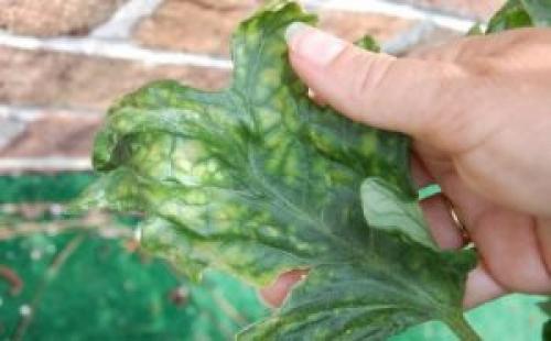 Светлый лист у томатов. Один из главных признаков заболевания помидор — светлые листья: чем подкормить и, как избавиться от недуга?