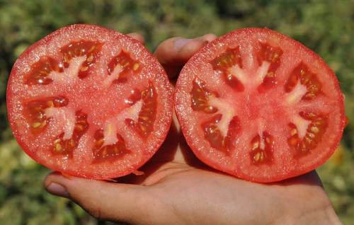 Сорта томатов без белых прожилок. Лучшие сорта томатов на 2021 год: характеристики, описание и фото