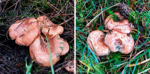 Как приготовить грибы рыжики на зиму. Полезные свойства и виды рыжиков