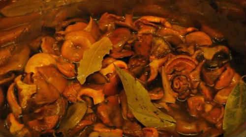 Рыжики маринованные. Маринованные грибы рыжики на зиму — лучшие простые рецепты