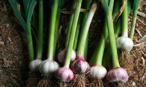 Как сохранить чеснок в квартире до нового урожая: простые советы 03 Как сохранить чеснок в квартире до нового урожая: простые советы 03