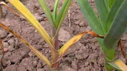 Какие признаки испорченного чеснока, и что с ним делать. Фузариоз