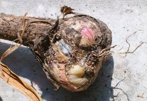 Какие признаки испорченного чеснока, и что с ним делать. Фузариоз