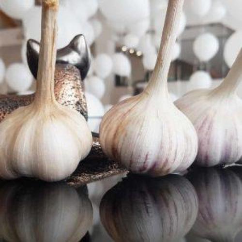 Какие преимущества хранения чеснока в банках перед другими методами. Простейшие заготовки своими руками: хранение чеснока в стеклянных банках — лайфхаки и важные правила