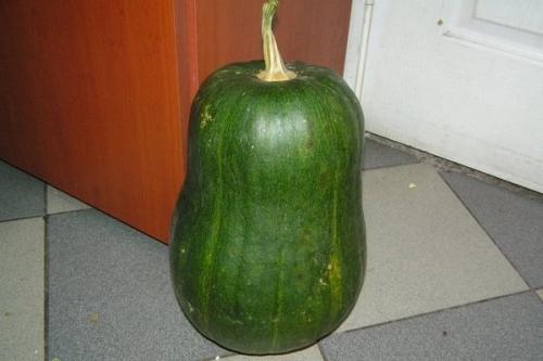 Если тыква зеленая. Сорта тыквы зеленого цвета