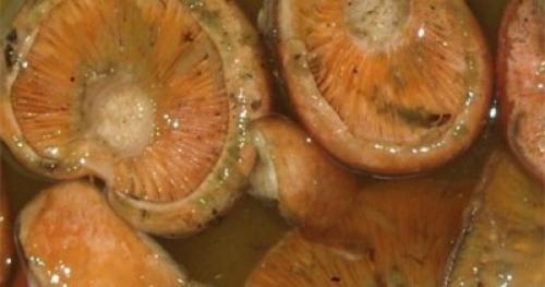 Сколько варить грибы рыжики и как их правильно готовить. Грибы рыжики – где растут и как выглядят (фото) 06