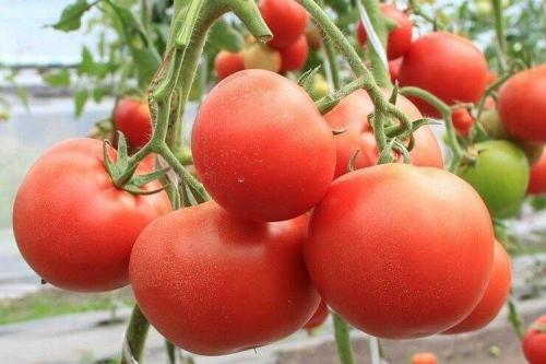 Рейтинг сортов томатов для теплиц. Лучшие сорта томатов для теплиц: фото, названия и описания (каталог)