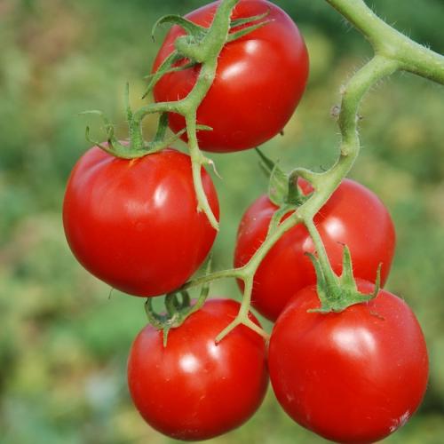 Лучшие сорта томатов для открытого грунта. Лучшие сорта томатов на 2023 год: характеристики, описание и фото