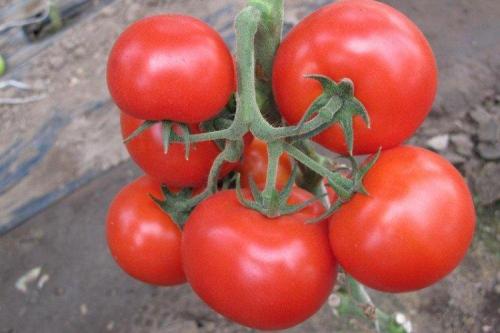Рейтинг сортов томатов для теплиц. Лучшие сорта томатов для теплиц: фото, названия и описания (каталог)
