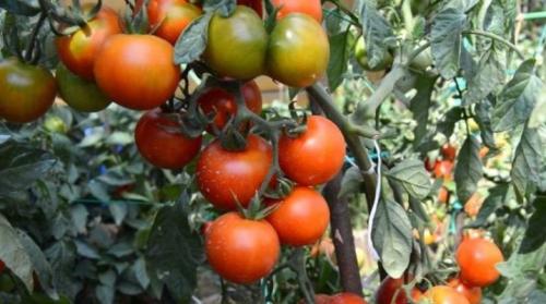 Сорта томатов для санкт петербурга. Томаты для Ленинградской области