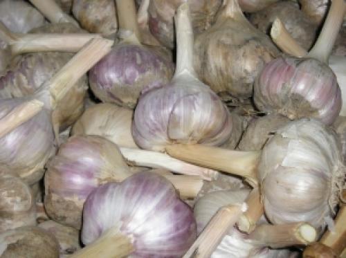 Как правильно хранить чеснок: советы, чтобы не выбрасывать урожай 04