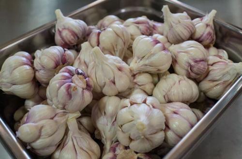 Сколько времени нужно для приготовления соленого чеснока целыми головками. Маринованный чеснок быстрого приготовления целиком