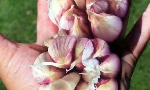 Как прекратить выкидывать испорченный чеснок: советы для садоводов 03 Как прекратить выкидывать испорченный чеснок: советы для садоводов 03