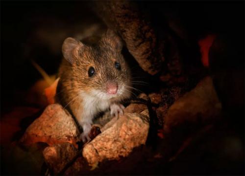 Как избавиться от мышей народными средствами. Домашняя мышь