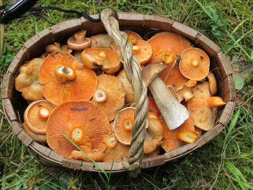 Маринованные рыжики с уксусом. Маринованные грибы рыжики на зиму — лучшие простые рецепты