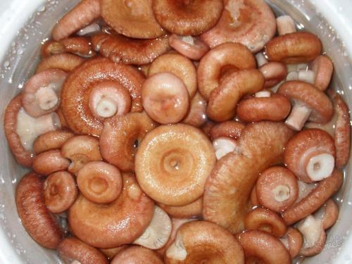 Как мариновать рыжики на зиму в банках. Способы и рецепты маринования 04