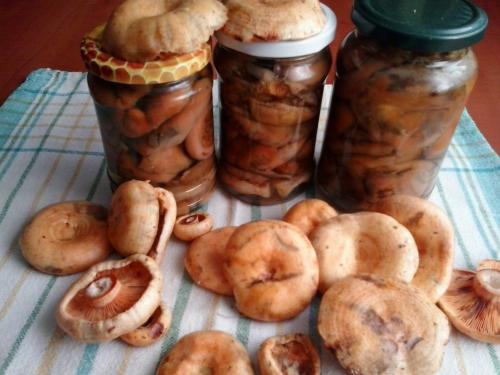 Как мариновать рыжики на зиму в банках. Способы и рецепты маринования 03