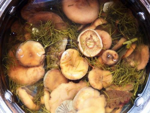 Как мариновать рыжики на зиму в банках. Способы и рецепты маринования 09