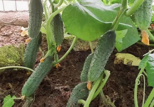 Лучшие сорта огурцов для открытого грунта самоопыляемые. ТОП-50 сортов огурцов для открытого грунта 2023 года — фото с описанием