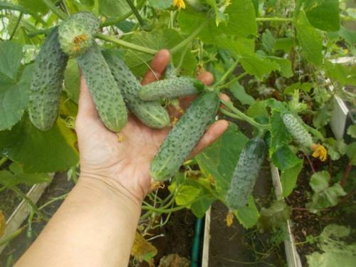 Ультраранние сорта огурцов для открытого грунта украина. Лучшие сорта огурцов для открытого грунта