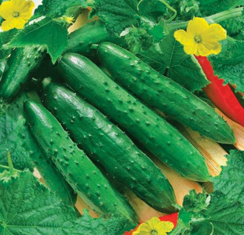 Лучшие сорта огурцов для открытого грунта самоопыляемые. ТОП-50 сортов огурцов для открытого грунта 2023 года — фото с описанием