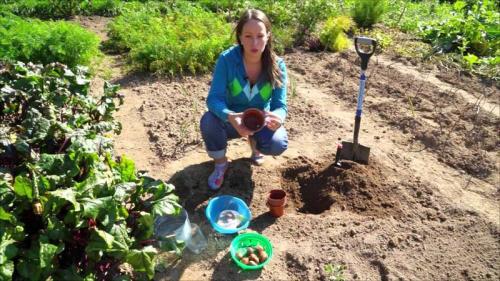 Как правильно использовать корзины для посадки луковичных. Посадка тюльпанов в корзины для луковичных 01