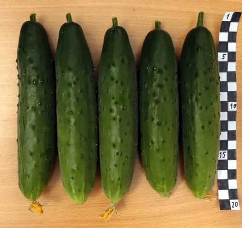 Лучшие сорта огурцов для открытого грунта самоопыляемые. ТОП-50 сортов огурцов для открытого грунта 2023 года — фото с описанием