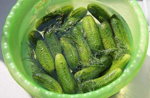 Самые неприхотливые огурцы для открытого грунта. Какие гибриды и сорта огурцов лучше всего подходят для выращивания в открытом грунте