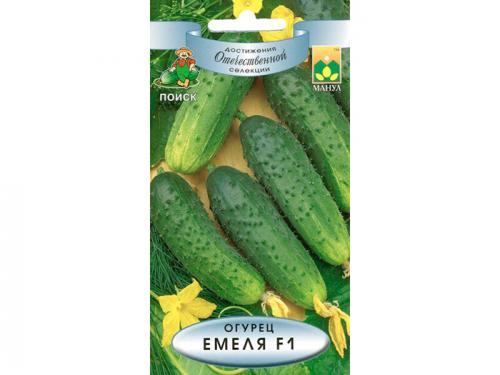 Высокоурожайные сорта огурцов для открытого грунта. Урожайные сорта огурцов — рейтинг 2023 года