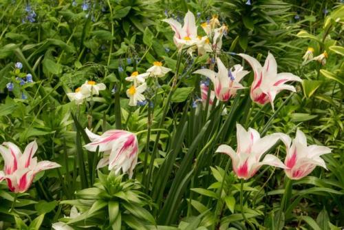 Ярусная Посадка луковичных.  Посадка весенних луковичных ярусами