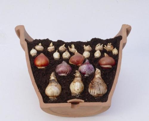 Какие виды луковичных особенно хорошо приживаются в корзинах для посадки. Возможности комбинирования в горшечных ансамблях