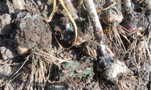 Пять самых популярных способов сохранить чеснок без холодильника 01