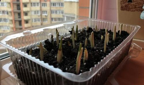 Можно ли использовать чеснок, если он начал прорастать. Пророс чеснок - не беда. Из него получится отличная зелень!