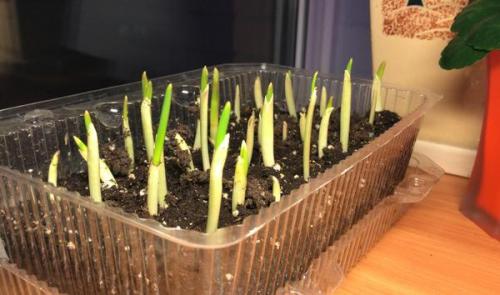 Можно ли использовать чеснок, если он начал прорастать. Пророс чеснок - не беда. Из него получится отличная зелень!