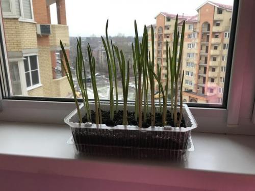 Можно ли использовать чеснок, если он начал прорастать. Пророс чеснок - не беда. Из него получится отличная зелень!