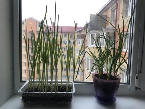 Можно ли использовать чеснок, если он начал прорастать. Пророс чеснок - не беда. Из него получится отличная зелень!