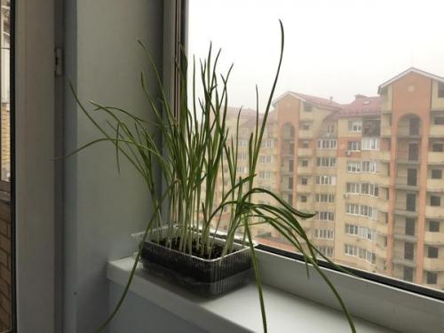 Можно ли использовать чеснок, если он начал прорастать. Пророс чеснок - не беда. Из него получится отличная зелень!