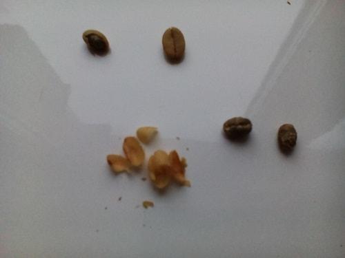 Где взять семена кофейного дерева. Как подобрать и где купить семена кофе?