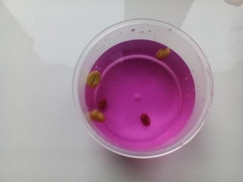 Где взять семена кофейного дерева. Как подобрать и где купить семена кофе?